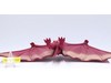 Fire Rodan Movie Monster Series 1993 Bandai 8" Action Figure