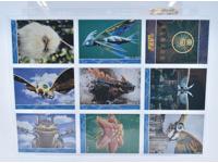 Lot of 54 Rebirth of Mothra Japanese Trading Cards Vintage 1997 Toho Amada