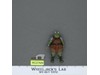 Gamorrean Guard 100% Complete NO COO Star Wars 1983 Kenner Figure NO REPRO