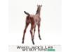 Thundercolt Horse Western Range Colt #2031B Johnny West Series Marx 10" Vintage