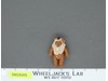 Paploo Ewok Star Wars ROTJ 1985 Vintage Kenner Action Figure NO REPRO