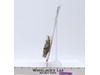 Teebo Ewok 77 Back-A Star Wars ROTJ 1984 Kenner Figure NEW MOSC SEALED