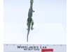 Dilophosaurus Dino-Strike JP02 Jurassic Park 1993 Kenner Vintage Action Figure