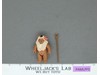 Paploo Ewok 100% Complete Star Wars ROTJ 1985 Vintage Kenner NO REPRO