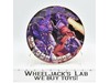 Botcon 2002 Collector Plate No. 15 New Hasbro Transformers